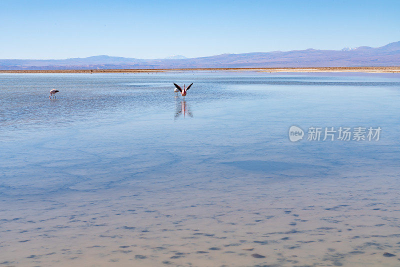 Laguna Chaxa 公园的野生火烈鸟 - 智利安托法加斯塔地区圣佩德罗德阿塔卡马